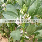 engrais verts bio - papillonacées - féverole- agrosemens