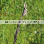 engrais verts bio - Fétuque rouge - Agrosemens