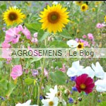 Jachère fleurie - semence agrosemens
