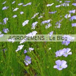 Lin Bleu - semence agrosemens