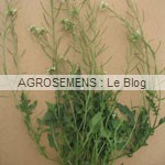 Moutarde blanche - semences bio agrosemens