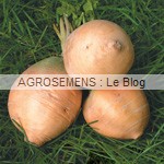 semences bio navets - agrosemens