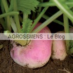 graines bio navet plat - agrosemens