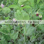 engrais verts bio - Pois fourrager de  Printemps - agrosemens