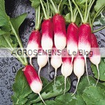 radis 18 jours-agrosemens