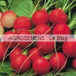 radis bio, semences bio agrosemens