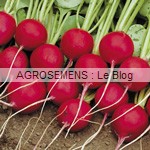 radis  - semences bio AGROSEMENS