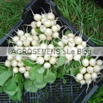 radis rond blanc - graines bio