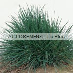 ray grass anglais- semence engrais vert - agrosemens