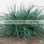 Ray Grass Italien - semence engrais vert - agrosemens