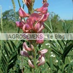 Sainfoin - engrais verts bio - agrosemens