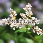 Sarrazin - engrais vert- semence agrosemens