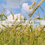 engrais verts bio - Seigle pérenne - Agrosemens