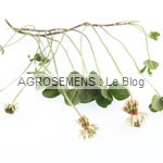 Trèfle blanc - engrais verts bio - agrosemens