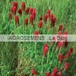 Trèfle incarnat - engrais vert bio - agrosemens