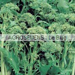 sprouting chou brocoli bio - semences bio AGROSEMENS
