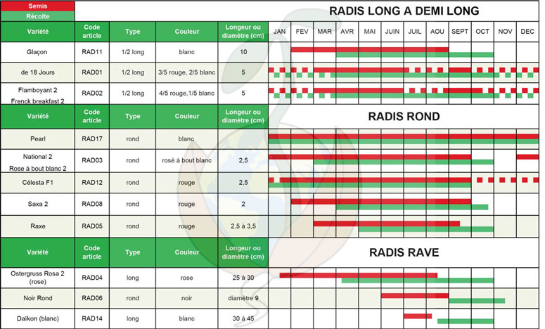 tableau Radis