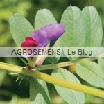 vesce-de-printemps - agrosemens