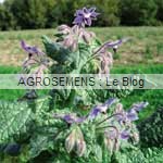 bourrache - semences bio AGROSEMENS