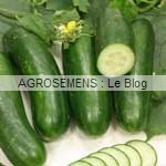 Concombre bio semences maraîchères AGROSEMENS