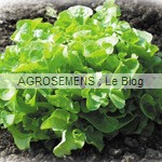 salade bio agrosemens semis