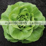 salade bio, semences potagères bio agrosemens