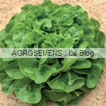 Laitue bio, semence bio, agrosemens