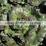 laitue semences bio - agrosemens