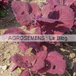 arroche rouge bio, semences agrosemens