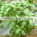 Aromatiques-Basiliques Agrosemens bio