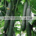 Concombre bio, semences bio maraîcher, agrosemens