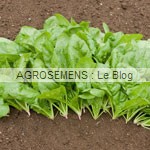 350 Graines D'Épinard Butterflay Bio - Spinacia Oleracea - Certifié AB - Pour Potager Maison