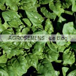 Epinard bio, graines agrosemens