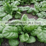 Epinard bio, semences bio agrosemens