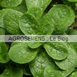 mâche bio, graines bio agrosemens