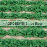 mâche bio, graines bio agrosemens