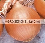 Oignon bio agrosemens