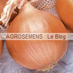 Oignon bio, semences bio, agrosemens