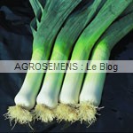 poireaux bio, semences agrosemens