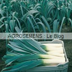 Poireau bio, graines bio agrosemens