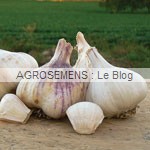 ail bio, semences agrosemens