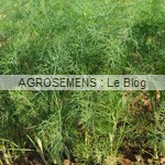 Aneth bio, semences plantes aromatiques bio