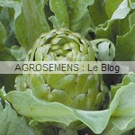 Artichaut bio, semence bio agrosemens