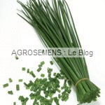 Ciboulette bio, semence plante aromatique