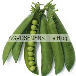 Petits pois  - semences bio AGROSEMENS