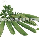 pois à écosser bio, semences potagères bio