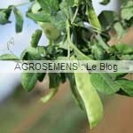 pois gourmand bio, graines potagères agrosemens