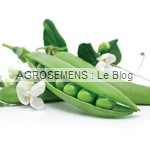 pois à écosser bio, graines agrosemens maraicher