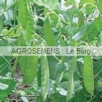 pois mangetout, graines potagères bio