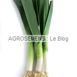 poireaux Carentan bio - semences potagères AGROSEMENS